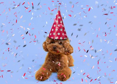 Parti şapkalı sevimli Maltipoo köpeği açık mavi arka planda konfeti düştü.