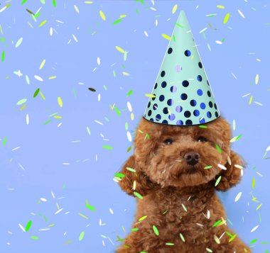 Parti şapkalı şirin Maltipoo köpeği açık mavi arka planda konfeti altında, mesaj için yer var.
