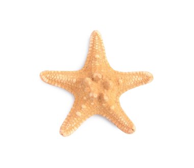 Güzel deniz yıldızı (denizyıldızı) beyaz üzerinde izole