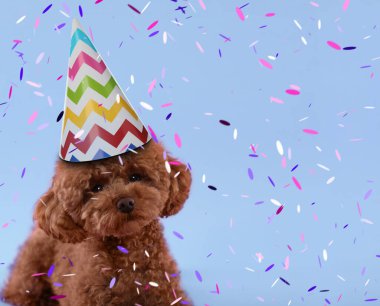 Parti şapkalı şirin Maltipoo köpeği açık mavi arka planda konfeti altında, mesaj için yer var.