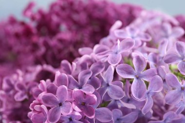 Bulanık arka planda güzel açan leylak çiçekleri, yakın plan.