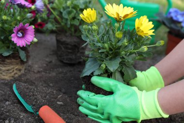 Bahçe eldivenli bir kadın güzel çiçekler dikiyor, yakın plan.