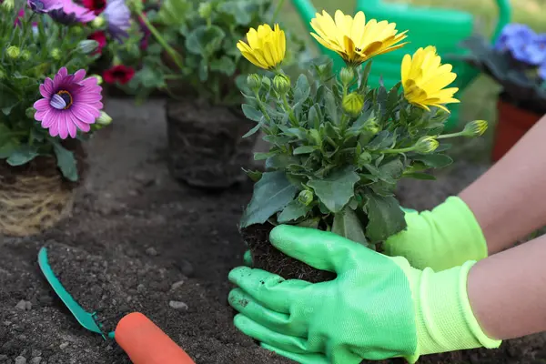 Bahçe eldivenli bir kadın güzel çiçekler dikiyor, yakın plan.