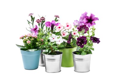 Beautiful flowers in different pots isolated on white clipart