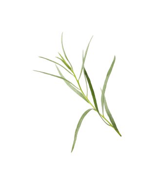 Beyaz arkaplanda bir dal taze tarhun otu