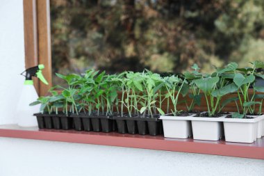 Pencere kenarında toprak olan plastik kaplarda tohum yetişiyor.