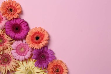 Soluk pembe arkaplan üzerinde güzel Gerbera çiçekleriyle düz kompozisyon, metin için boşluk