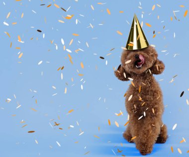 Parti şapkalı şirin Maltipoo köpeği açık mavi arka planda konfeti altında, mesaj için yer var.