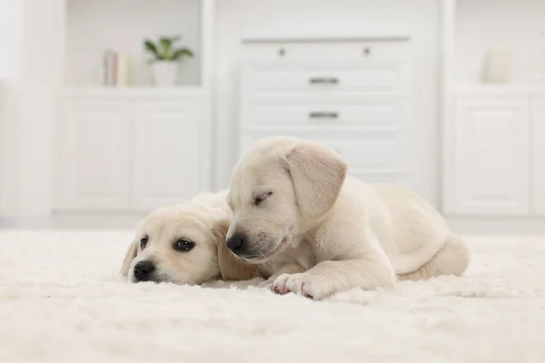 Bonitos Filhotes Cachorro Deitado Tapete Branco Casa — Fotografia de Stock