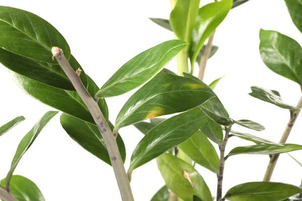 stock image Houseplant with damaged leaves on white background, closeup