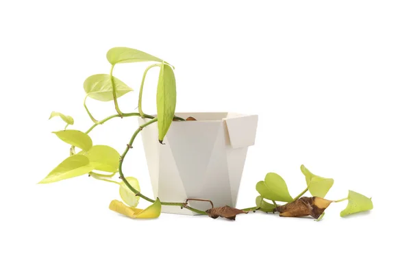 Planta Vaso Com Folhas Marrons Danificadas Fundo Branco — Fotografia de Stock