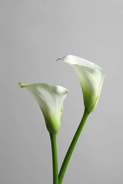 Indah Bunga Lili Calla Pada Latar Belakang Putih — Stok Foto
