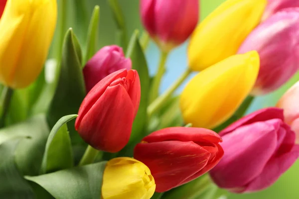 Lindas Flores Tulipa Coloridas Como Fundo Close — Fotografia de Stock