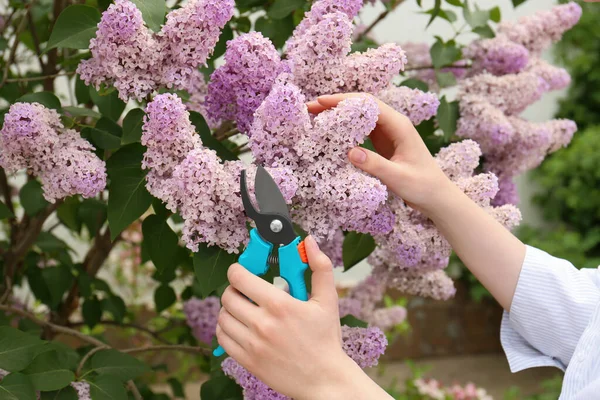 Gardener Pruning Lilac Branch Secateurs Outdoors Closeup — Stok Foto