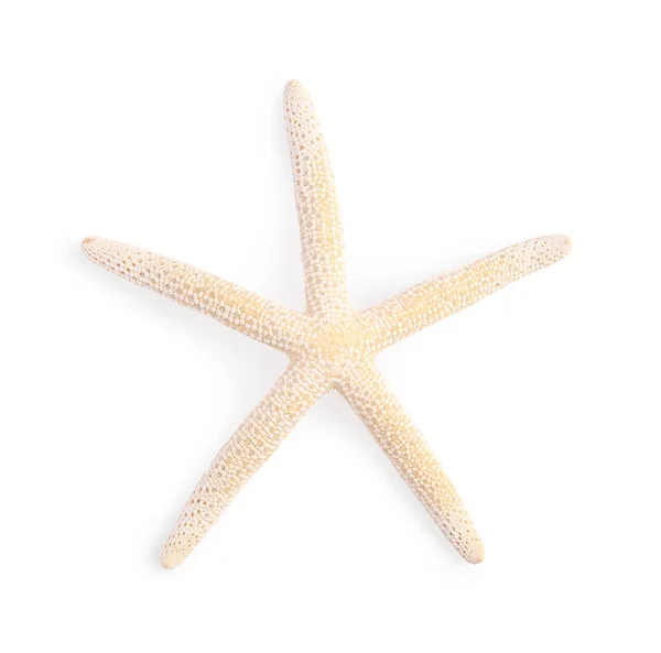 Красивая Морская Звезда Морская Звезда Изолированная Белом — стоковое фото