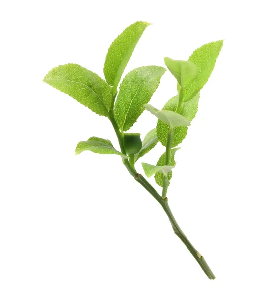 Bilberry Branch Fresh Green Leaves Isolated White — Stock Photo, Image