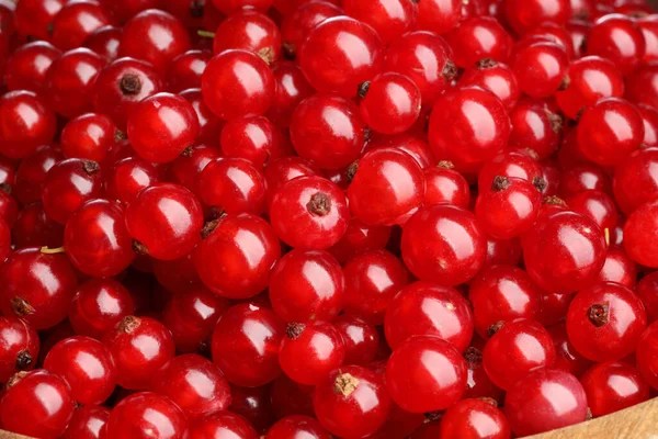 Viele Leckere Frische Rote Johannisbeeren Als Hintergrund Nahaufnahme — Stockfoto