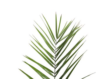 Yeşil güzel tropikal yaprak beyazda izole.