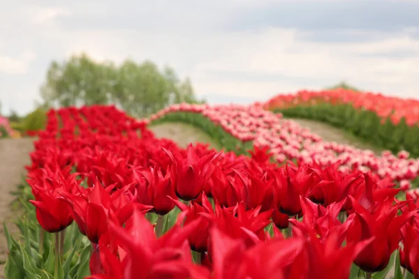 Lindas Flores Tulipa Vermelha Crescendo Campo — Fotografia de Stock