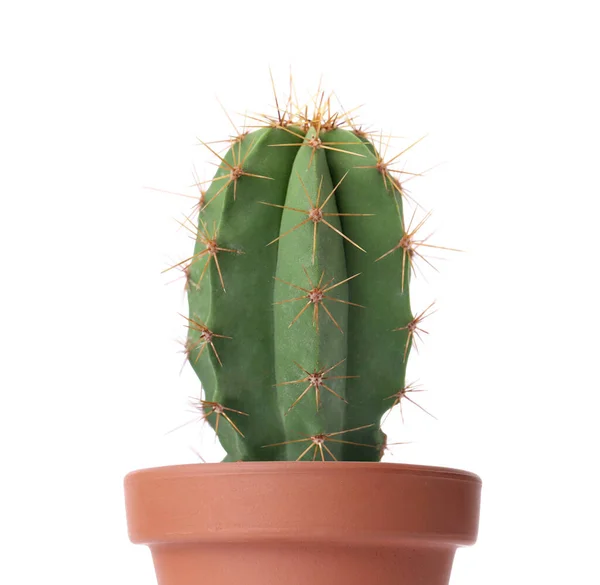 Prachtige Groene Cactus Terracotta Pot Geïsoleerd Wit — Stockfoto