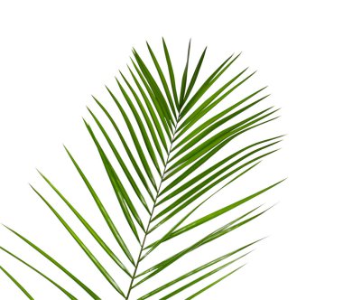 Yeşil güzel tropikal yaprak beyazda izole.