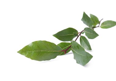 Taze körfez yaprakları beyaz arkaplanda