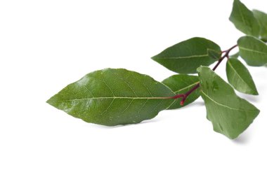 Taze körfez yaprakları beyaz arka planda, yakın plan