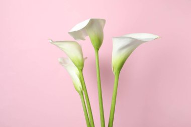 Pembe arka planda güzel zambak çiçekleri