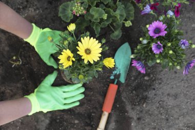 Bahçe eldivenleri giymiş bir kadın güzel çiçekler dikiyor.
