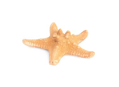 Güzel deniz yıldızı (denizyıldızı) beyaz üzerinde izole