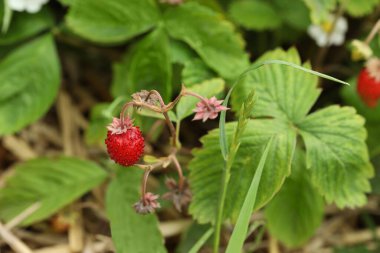 Açık havada yetişen olgun yabani çilek. Mevsimlik meyveler