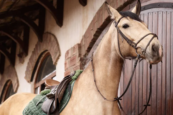 Cavalo Adorável Perto Celeiro Livre Adorável Animal Estimação Domesticado — Fotografia de Stock