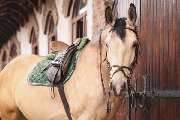 Cavalo Adorável Perto Celeiro Livre Adorável Animal Estimação Domesticado — Fotografia de Stock