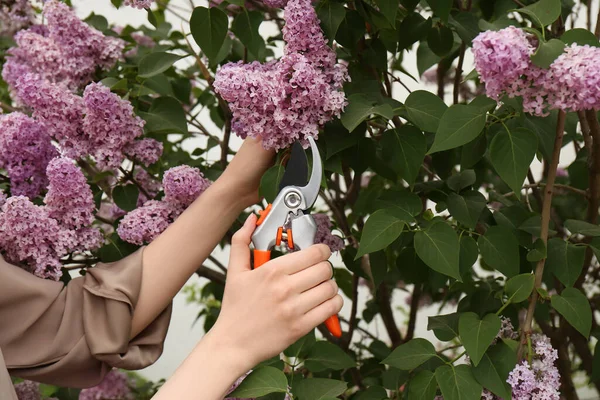 Gardener Pruning Lilac Branch Secateurs Outdoors Closeup — Stok Foto