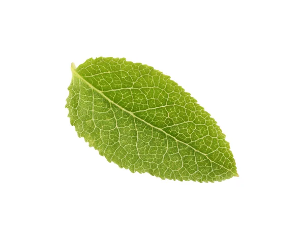 Ett Grönt Blåbärsblad Isolerat Vitt Ovanifrån — Stockfoto