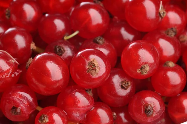 Många Läckra Färska Röda Vinbär Som Bakgrund Närbild — Stockfoto