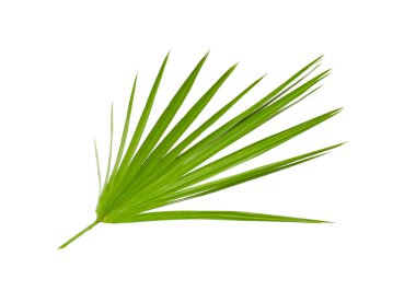 Yeşil güzel tropikal yaprak beyazda izole.