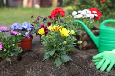 Güzel çiçekler, sulama tenekesi, eldivenler ve bahçe aletleri açık arazide.