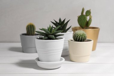 Beyaz ahşap masadaki saksılarda çok farklı sulu bitkiler var.