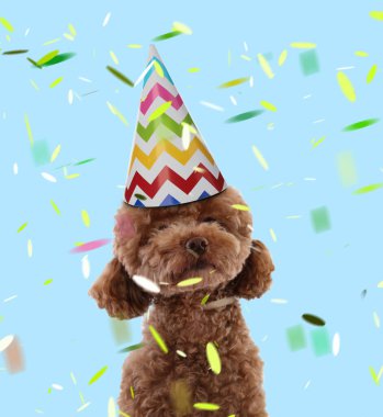 Parti şapkalı sevimli Maltipoo köpeği açık mavi arka planda konfeti düştü.