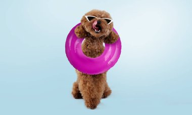 Cute Maltipoo dog with stylish sunglasses and swim ring on light blue background