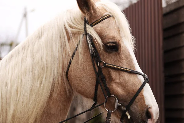 Uroczy Koń Spacerujący Zewnątrz Zbliżenie Piękny Udomowiony Zwierzak — Zdjęcie stockowe