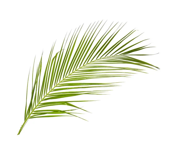 Grün Schöne Tropische Blatt Isoliert Auf Weiß — Stockfoto