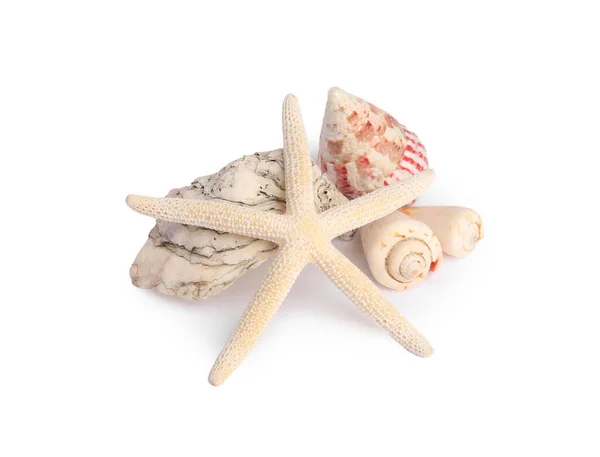 Beautiful Sea Star Shells Isolated White — Stock Photo, Image