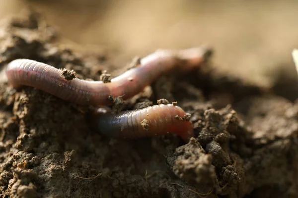 湿土中的蠕虫 特写镜头 陆生无脊椎动物 — 图库照片