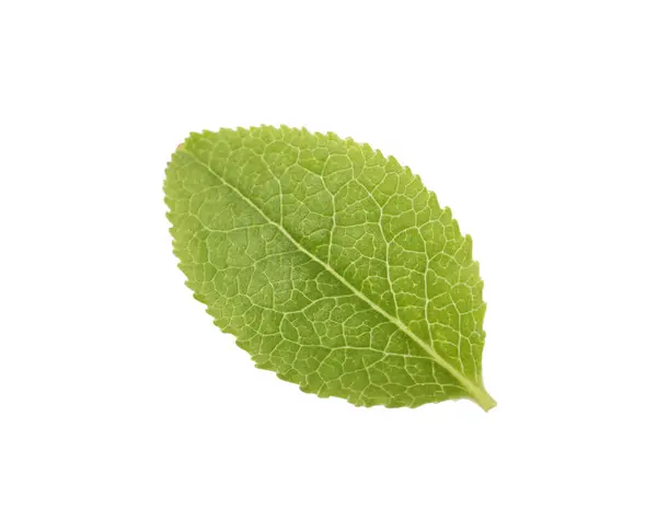 Ett Grönt Blåbärsblad Isolerat Vitt Ovanifrån — Stockfoto
