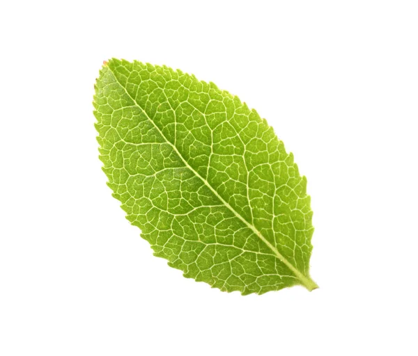 Ένα Πράσινο Φύλλο Μύρτιλλα Απομονωμένο Λευκό Πάνω Όψη — Φωτογραφία Αρχείου