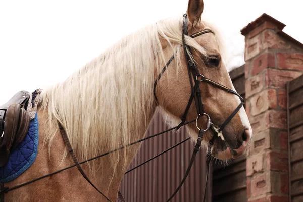 アウトドアを歩くのに適した馬 愛らしい家畜ペット — ストック写真