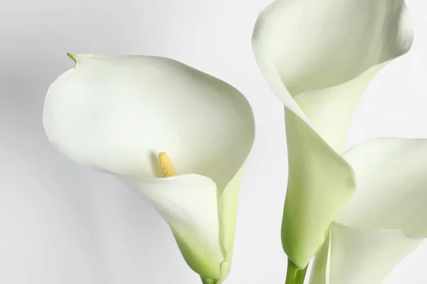 Vackra Kalla Lilja Blommor Vit Bakgrund Närbild — Stockfoto