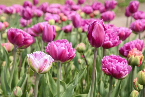 Mooie Kleurrijke Tulp Bloemen Groeien Het Veld — Stockfoto